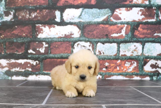 Little Golden Retriever Poodle Mix Puppy