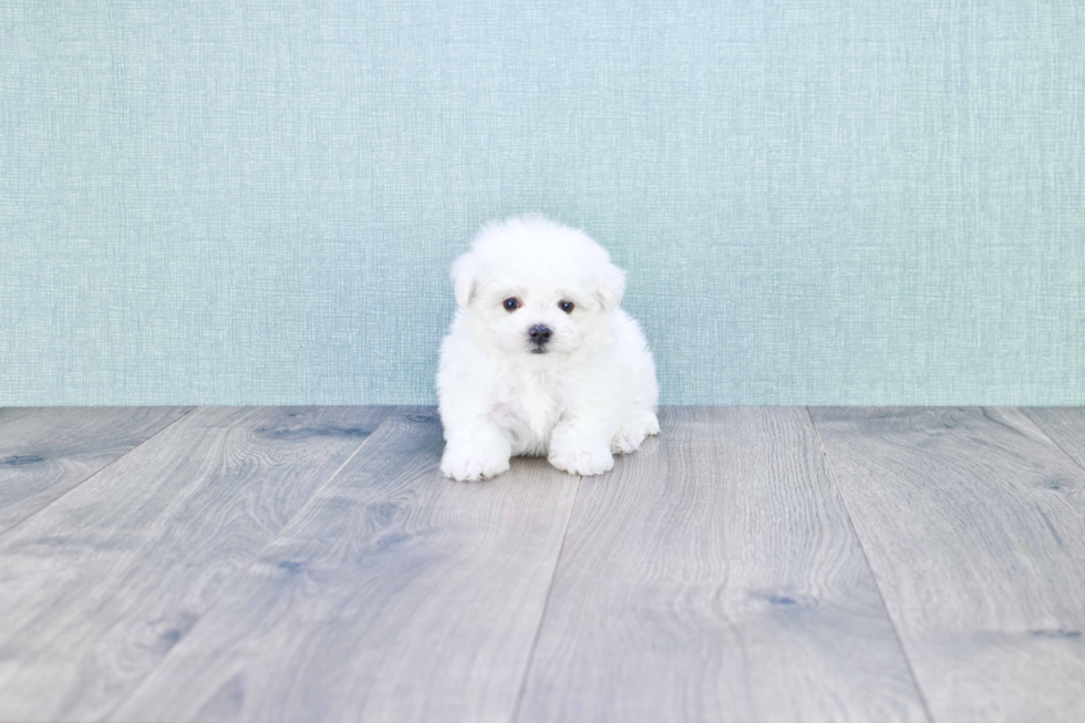 Playful Maltepoo Poodle Mix Puppy