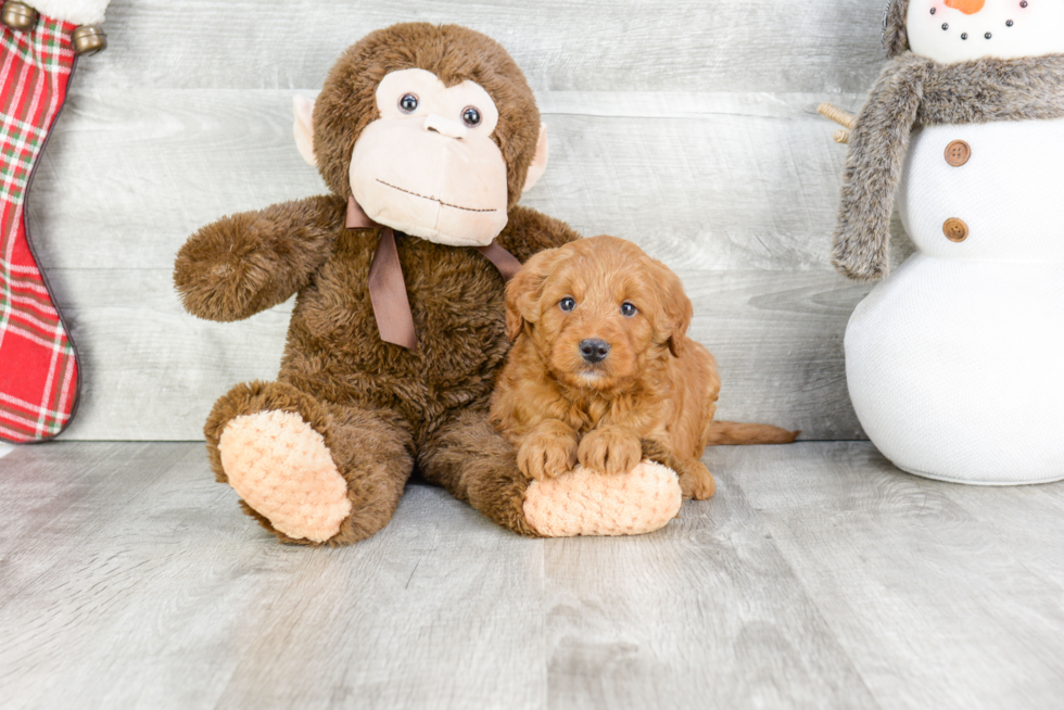 Best Mini Goldendoodle Baby