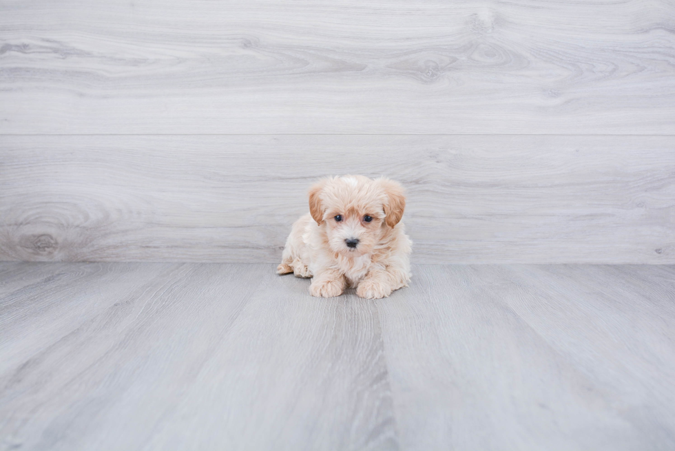 Maltipoo Puppy for Adoption