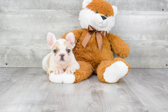 Playful French Bulldog Purebred Pup