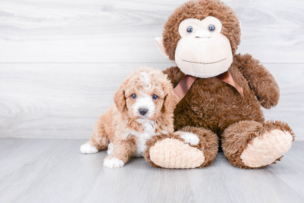 Cavapoo Puppy for Adoption