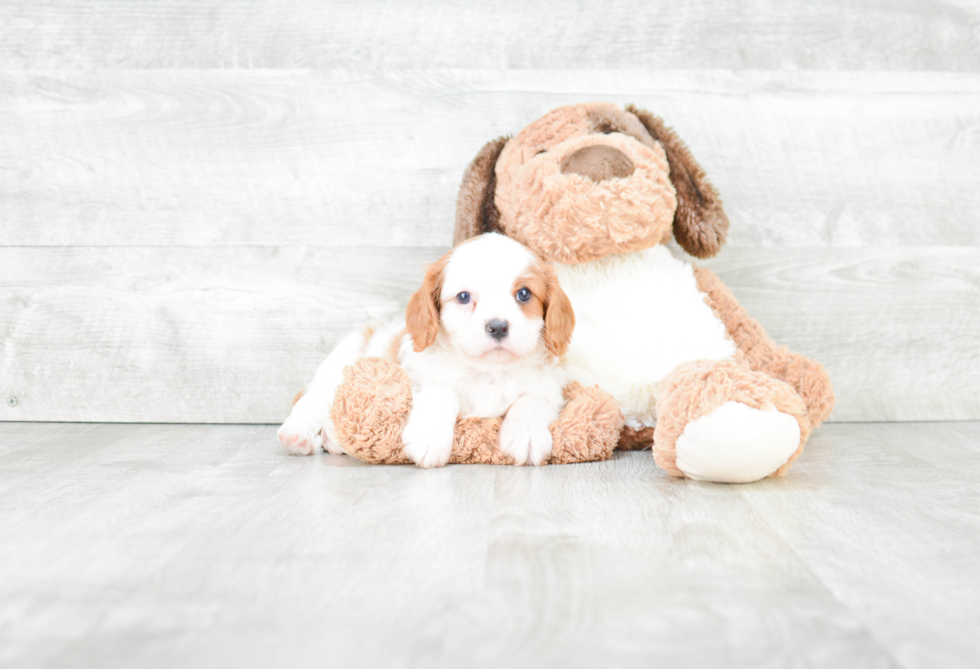 Adorable Cavalier King Charles Spaniel Purebred Puppy