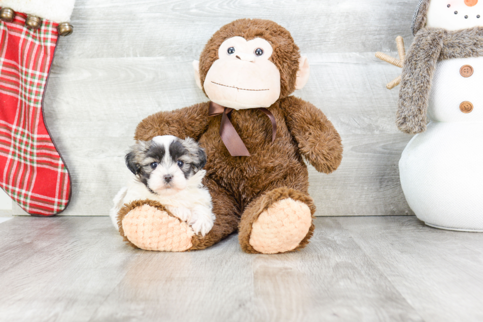 Popular Teddy Bear Designer Pup