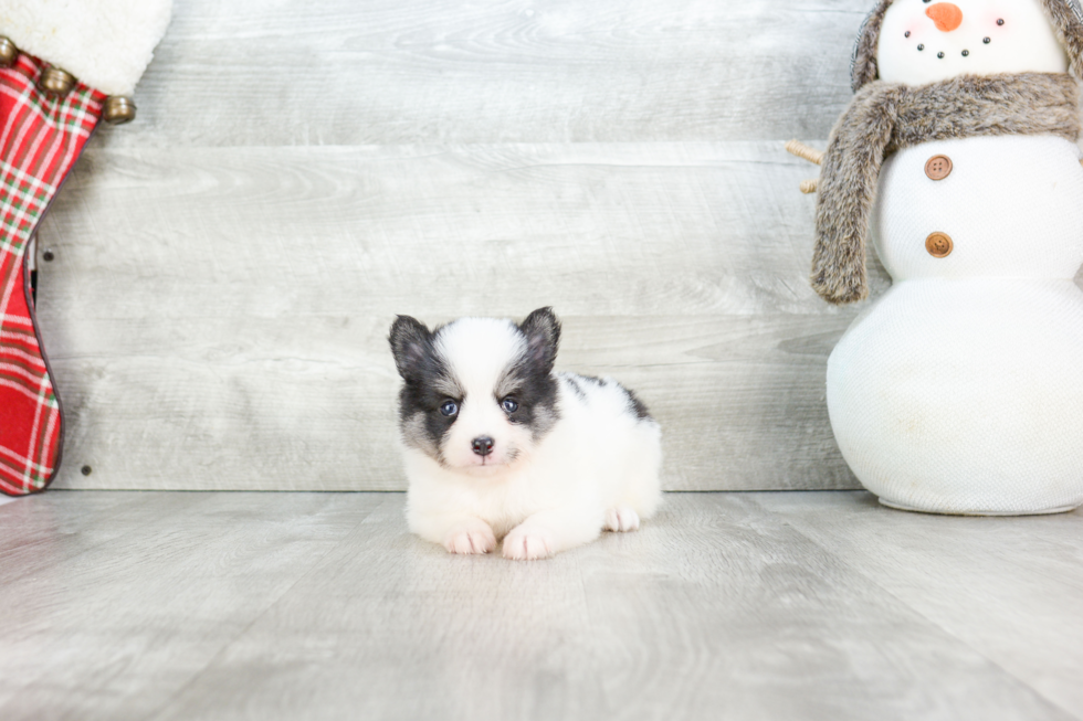 Friendly Pomsky Baby