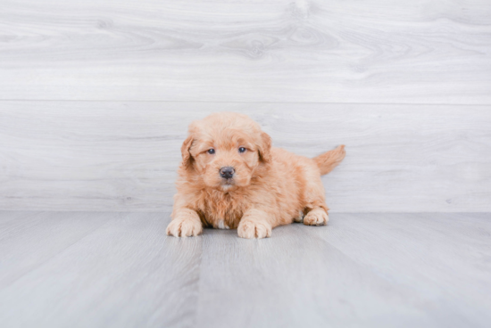 Mini Goldendoodle Puppy for Adoption