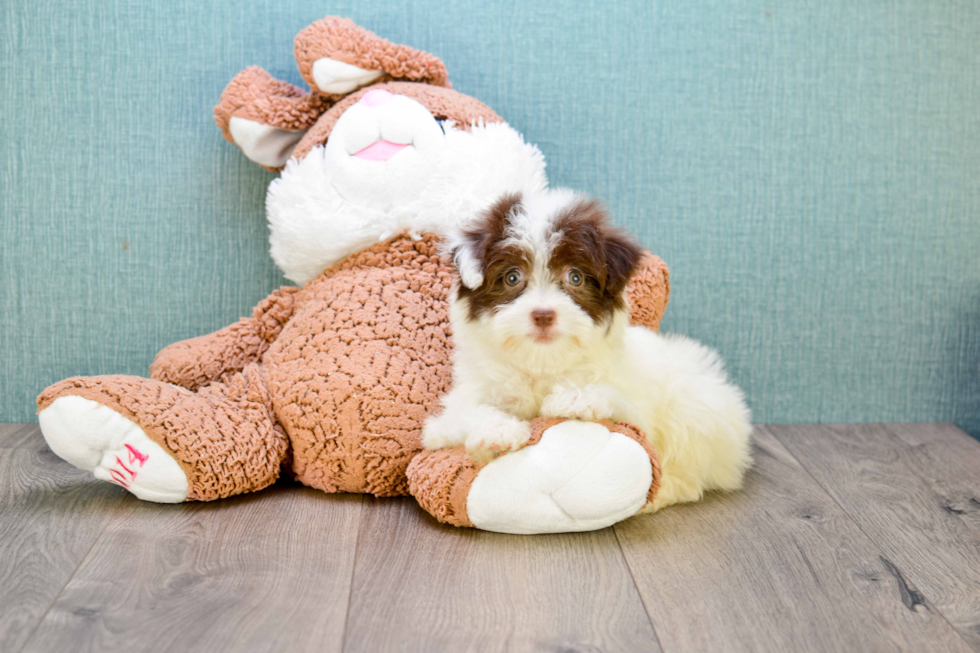 Havanese Pup Being Cute