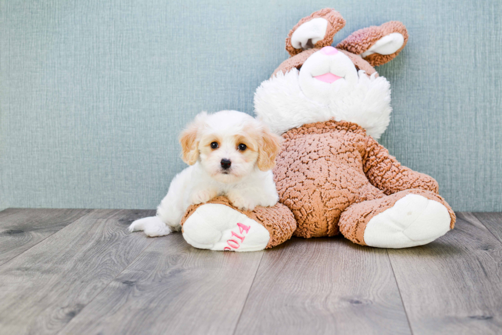 Adorable Cavalier Designer Puppy