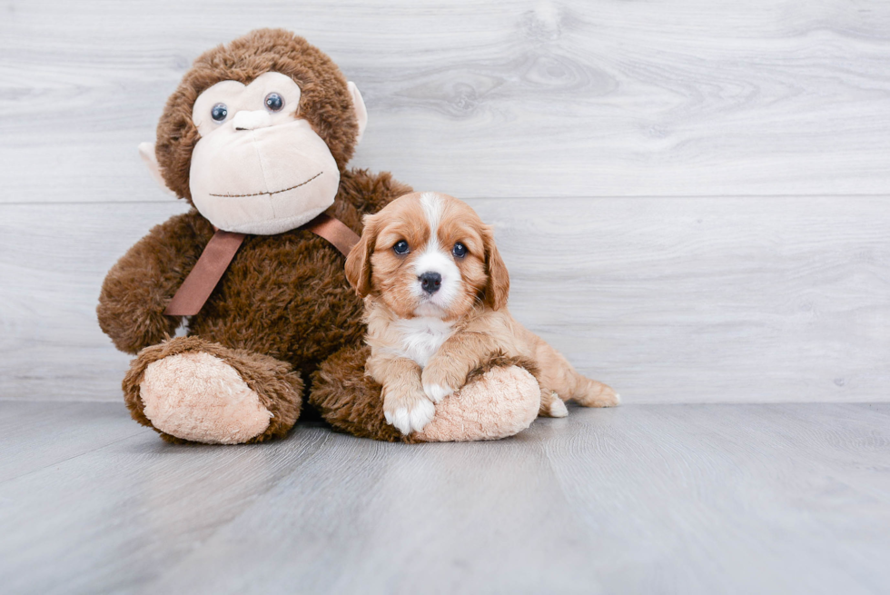 Smart Cavalier King Charles Spaniel Purebred Puppy