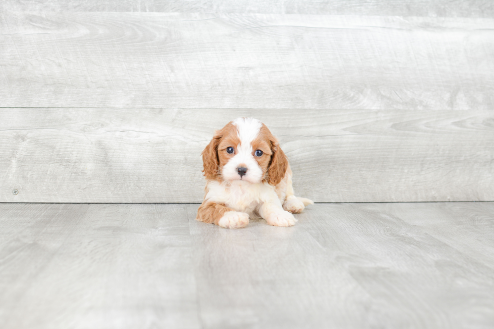 Funny Cavapoo Poodle Mix Pup