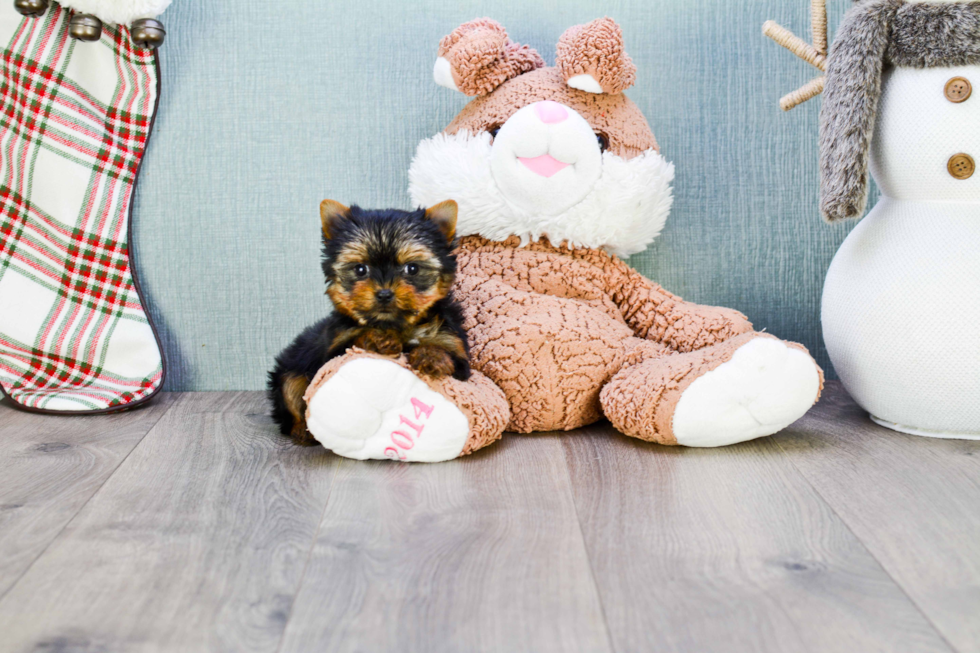 Meet Joy - our Yorkshire Terrier Puppy Photo 