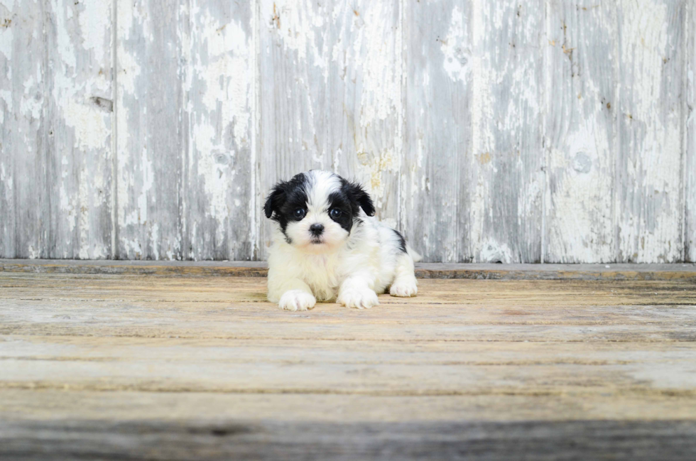 Fluffy Teddy Bear Designer Pup