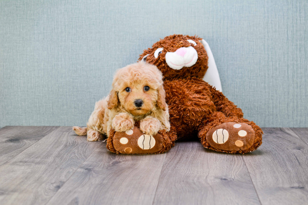 Friendly Cavapoo Baby