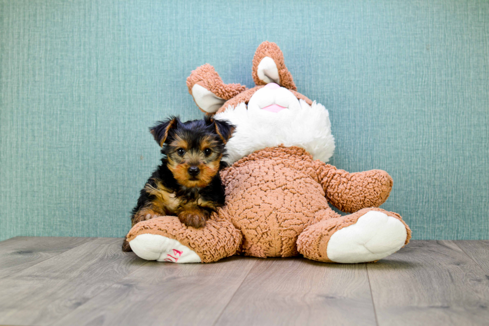 Meet Lisa - our Yorkshire Terrier Puppy Photo 