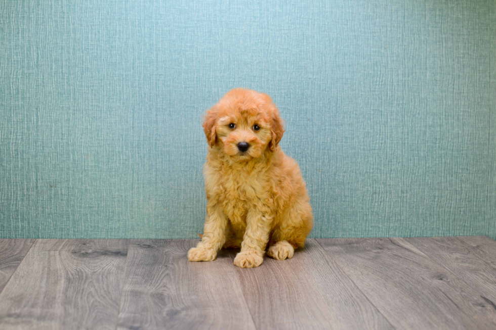 Mini Goldendoodle Puppy for Adoption