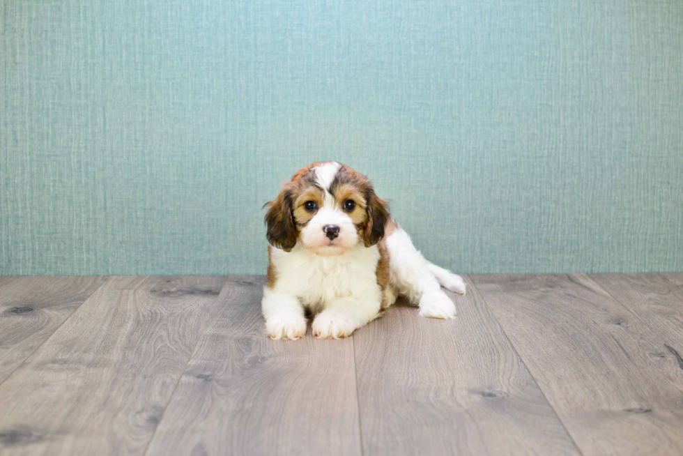 Playful Cavalier Designer Puppy