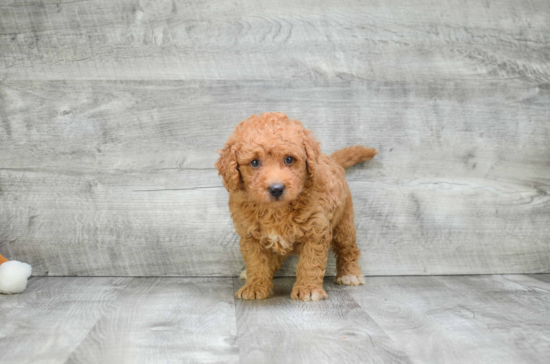 Small Mini Goldendoodle Baby