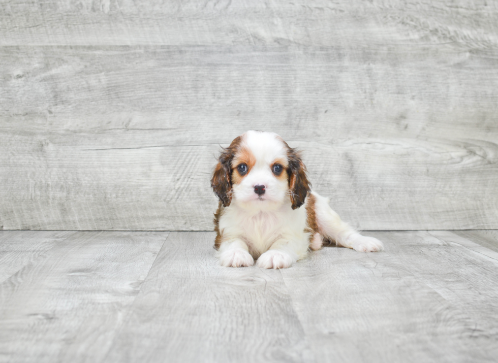 Sweet Cavachon Baby