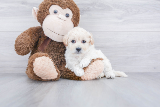 Hypoallergenic Bichpoo Poodle Mix Puppy