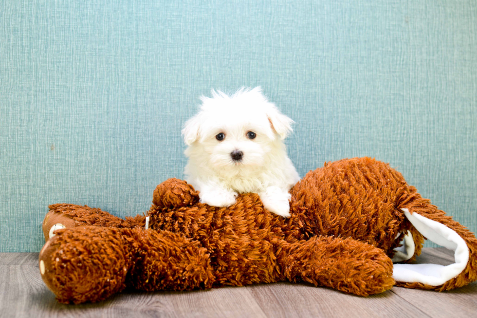 Maltese Pup Being Cute