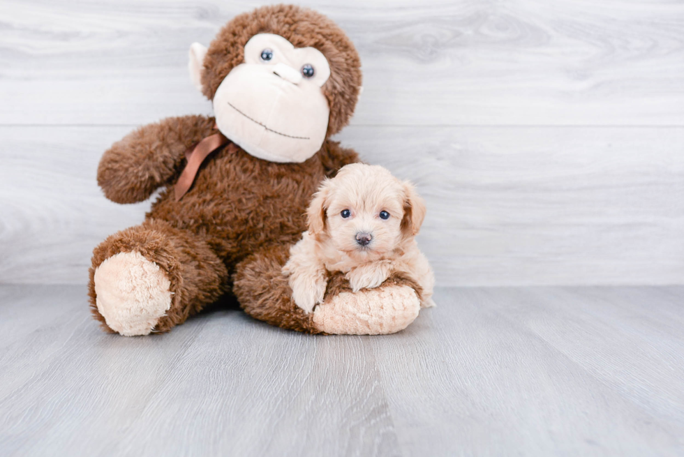 Maltipoo Pup Being Cute