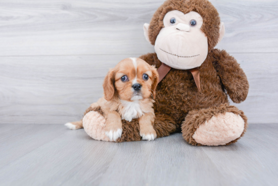 Small Cavalier King Charles Spaniel Baby