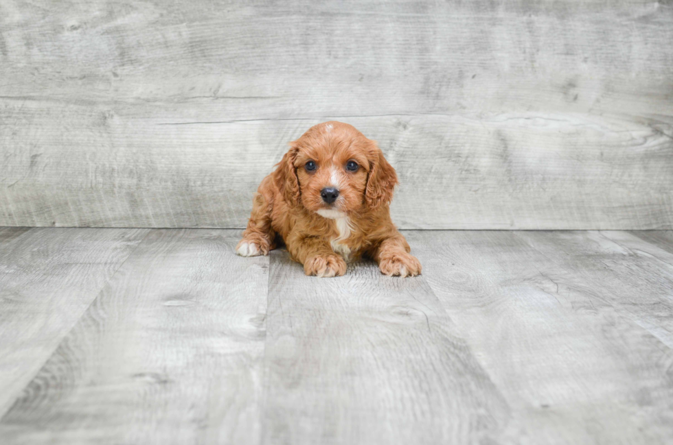 Cavapoo Pup Being Cute