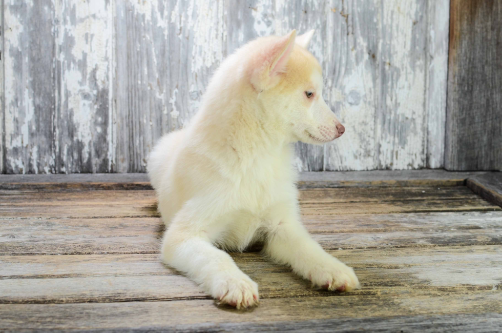 Pomsky Puppy for Adoption