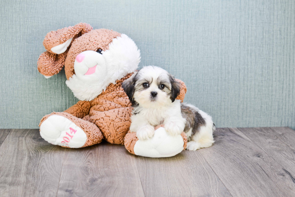 Teddy Bear Pup Being Cute