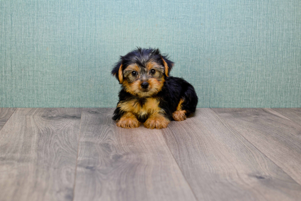 Meet Jeremy - our Yorkshire Terrier Puppy Photo 