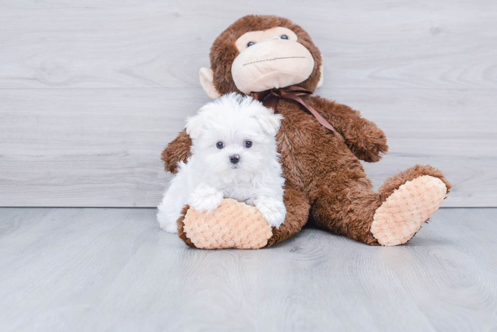 Friendly Maltese Baby