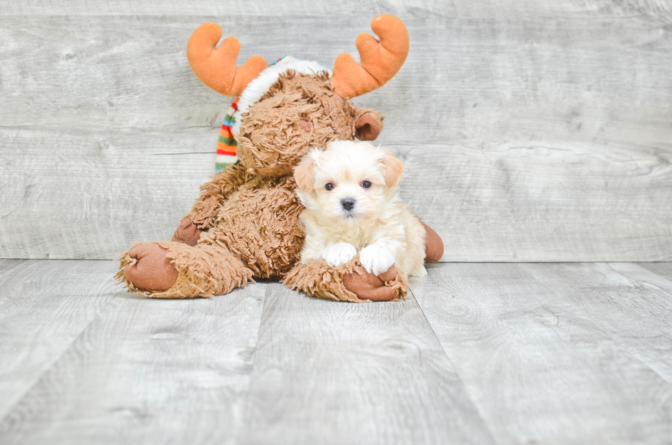 Maltipoo Pup Being Cute