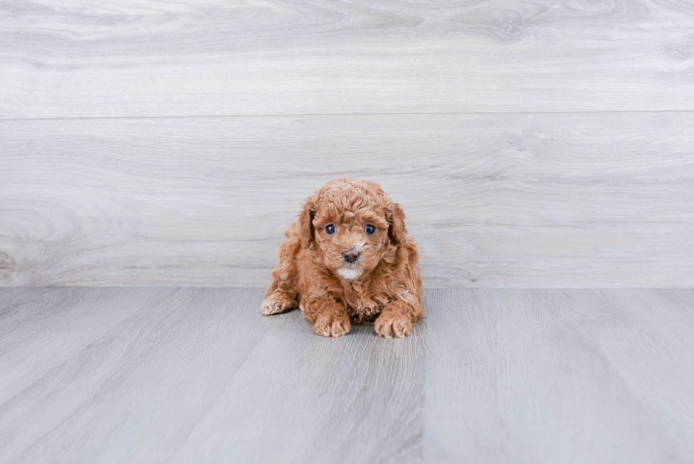Cavapoo Pup Being Cute