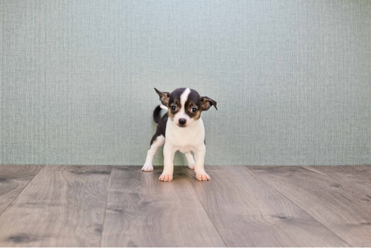 Cute Chihuahua Mix Puppy