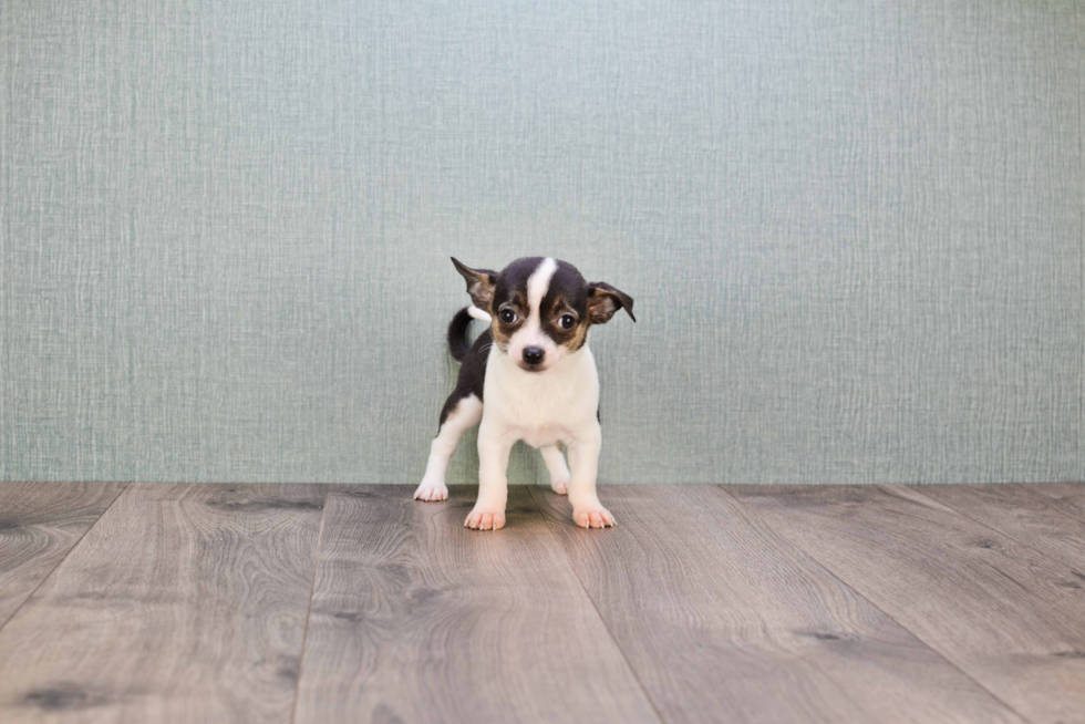 Cute Chihuahua Mix Puppy