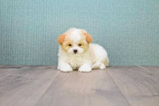 Maltipoo Pup Being Cute