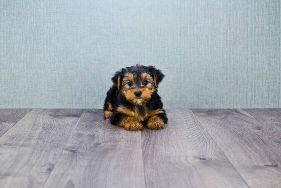 Meet Bronze - our Yorkshire Terrier Puppy Photo 