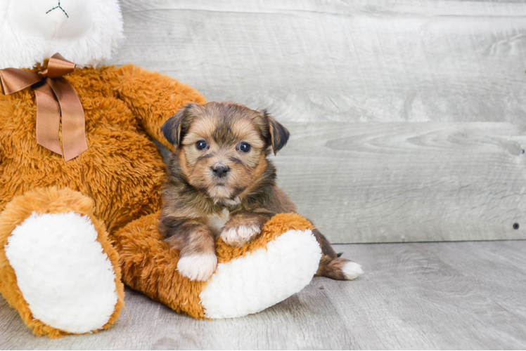 Cute Shorkie Baby