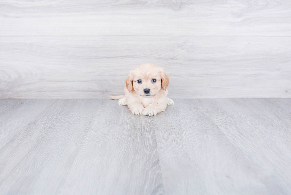 Smart Cavachon Designer Pup