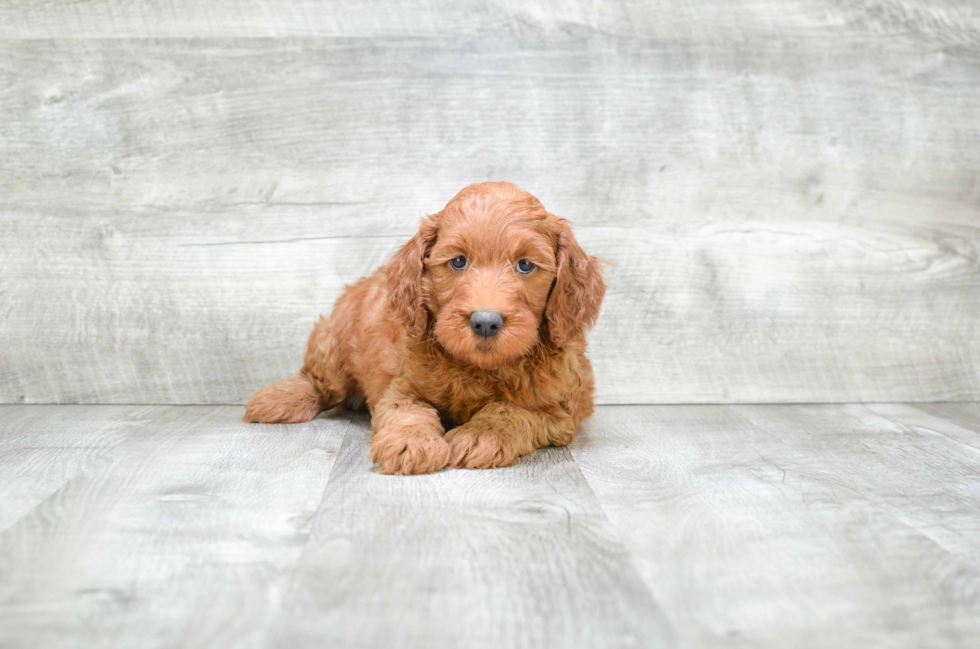 Cute Mini Goldendoodle Baby