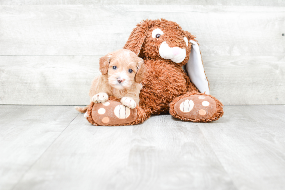 Cockapoo Pup Being Cute