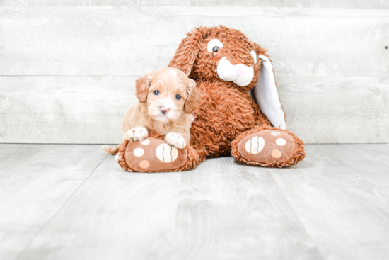 Cockapoo Pup Being Cute