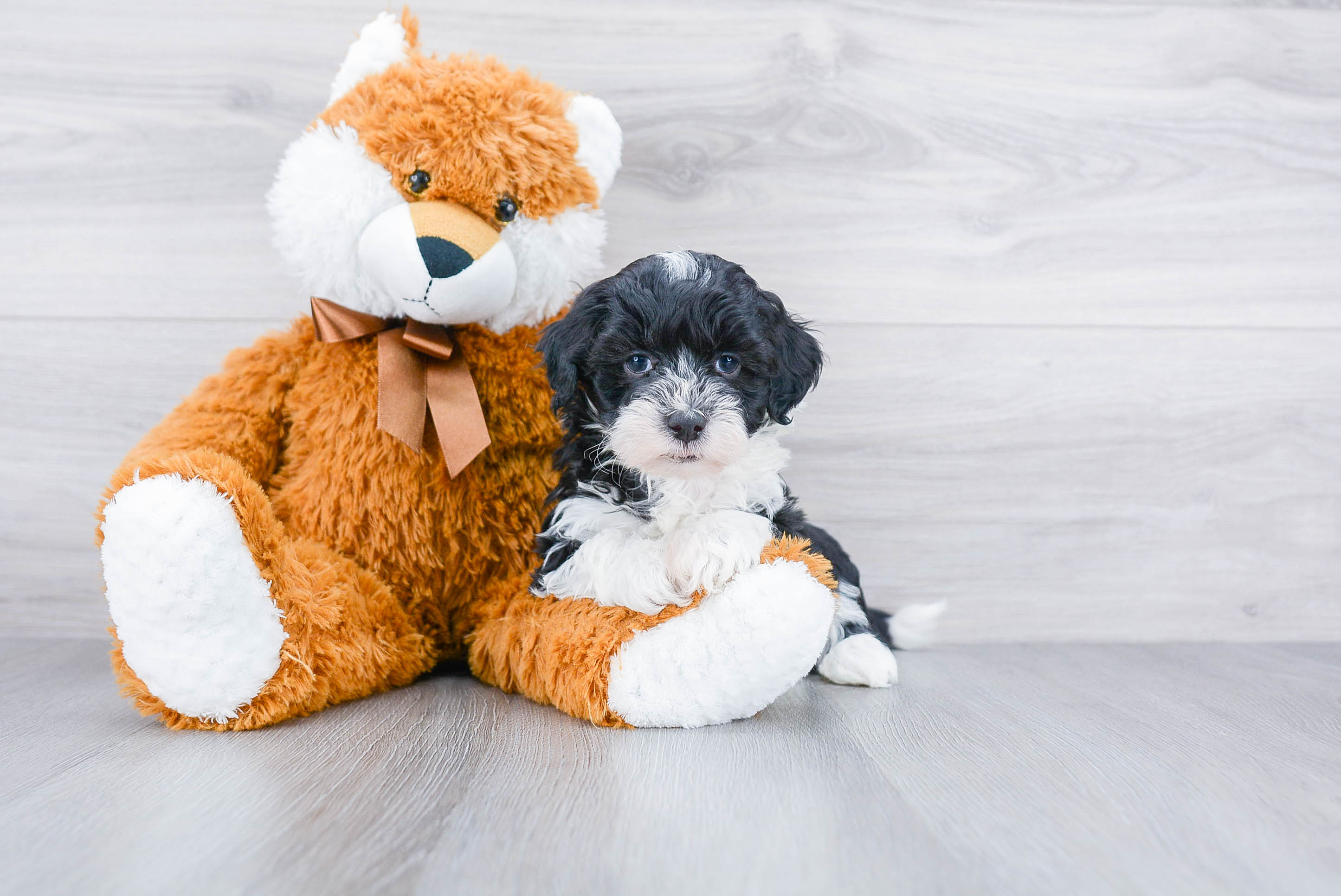 Cute Mini Sheepadoodle Baby