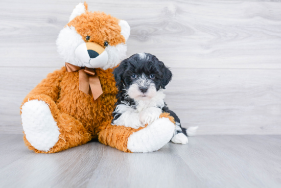 Cute Mini Sheepadoodle Baby