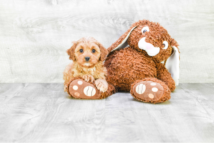 Happy Cavapoo Baby