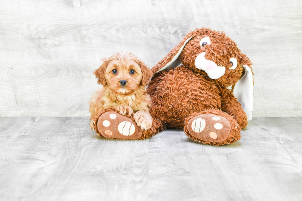 Happy Cavapoo Baby