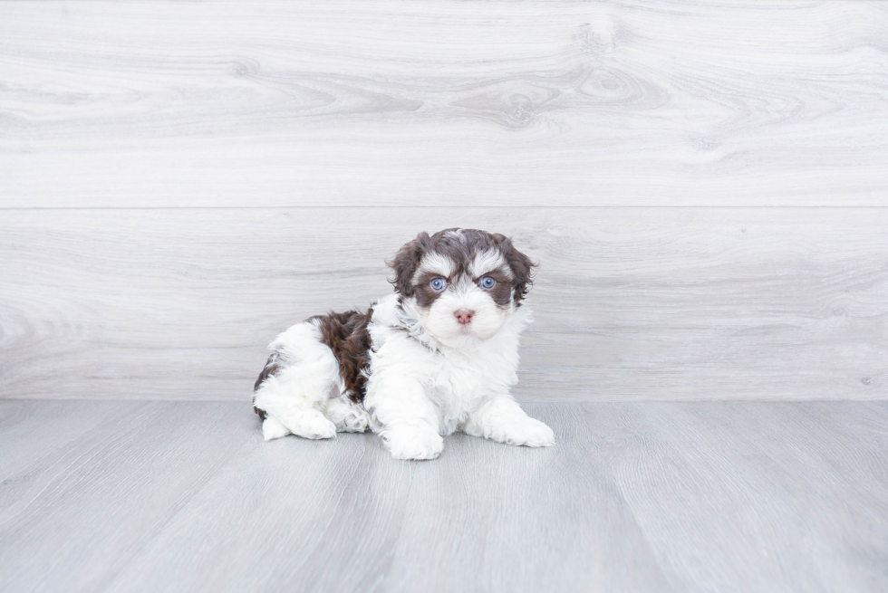 Energetic Havanese Purebred Puppy