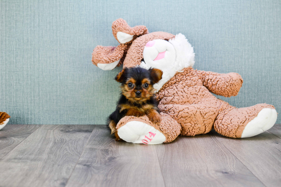 Meet Mikey - our Yorkshire Terrier Puppy Photo 