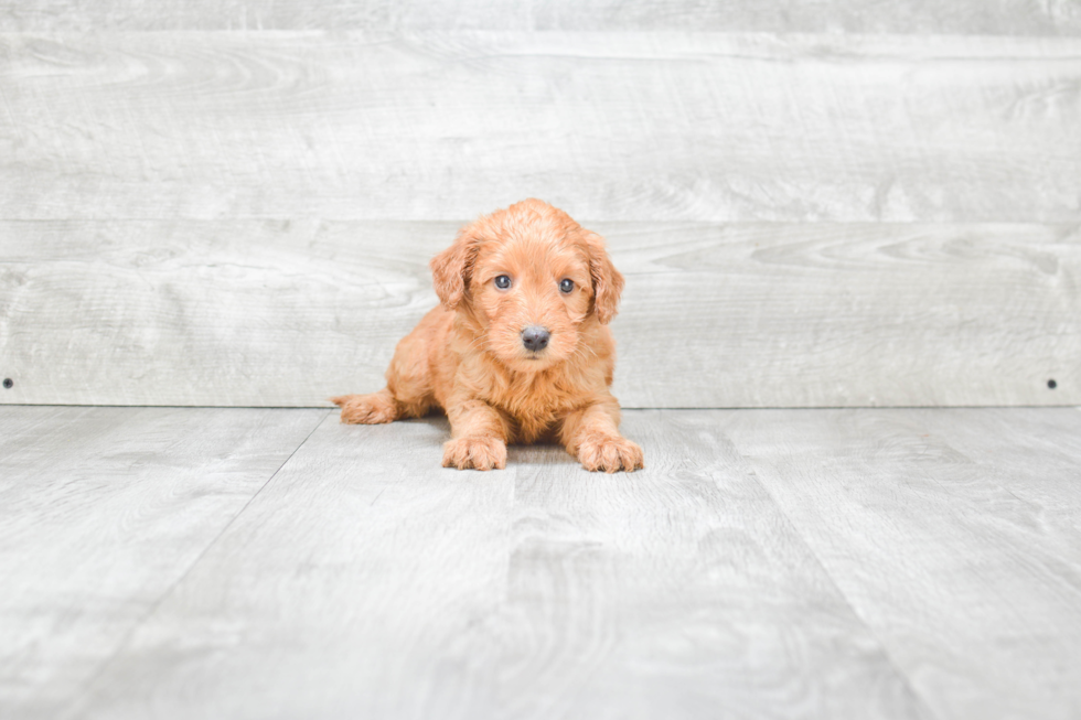 Cute Mini Goldendoodle Baby