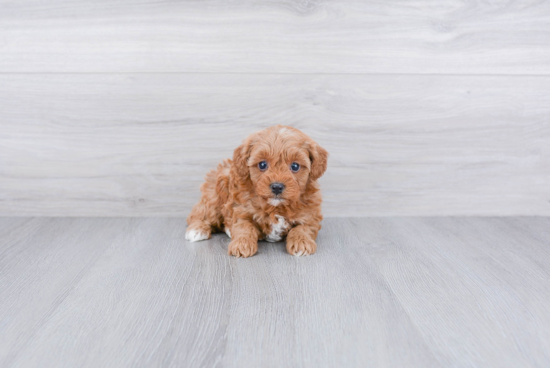 Cavapoo Pup Being Cute